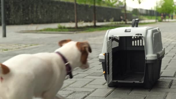 Kvinna låter hunden Jack Russell terrier i den säkra reselådan och lämnar. — Stockvideo