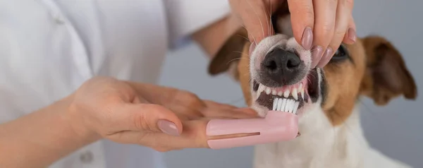 Femme vétérinaire brosse les dents du chien Jack Russell terrier avec une brosse spéciale le mettre sur son doigt. — Photo