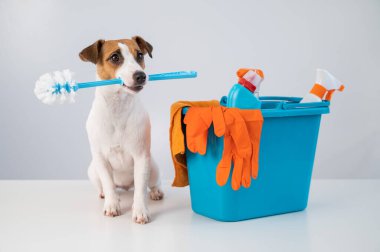 Kovadaki temizlik ürünleri ve beyaz arka planda tuvalet fırçası tutan bir köpek..
