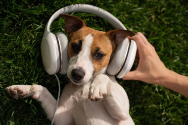 Köpek Jack Russell Terrier yeşil çimlerde uzanıyor ve kulaklıkla müzik dinliyor..