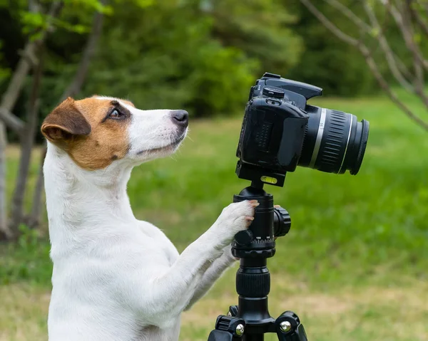 Dog jack Russell Terrier robi zdjęcia na statywie na zewnątrz. — Zdjęcie stockowe