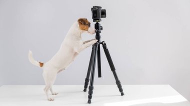 Gözlüklü köpek Jack Russell Terrier beyaz arka planda bir tripodun üzerinde fotoğraf çekiyor.