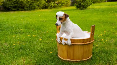 Köpek dışarıda ahşap bir küvette yıkanır. Jack Russell Terrier arka bahçede köpük banyosu yapıyor.