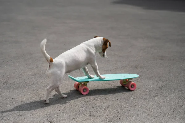 Jack Russell terrier perro paseos un penique tablero al aire libre — Foto de Stock