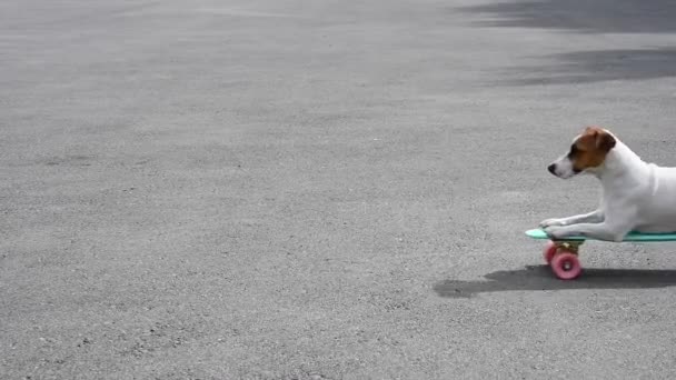 Jack Russell terrier chien chevauche une planche de penny à l'extérieur — Video