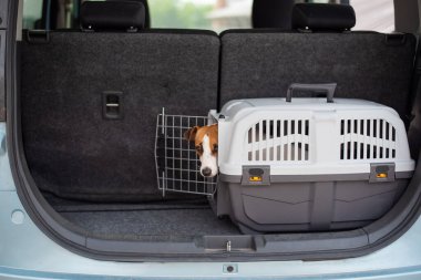 Jack Russell Terrier köpeği bir arabanın bagajında seyahat kutusunda oturuyor. Bir evcil hayvanla seyahat etmek.