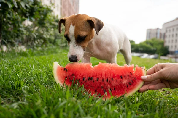Jack russell terrier dog eating watermelon on the green lawn — Stock Photo, Image
