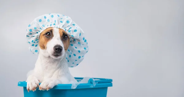 Engraçado amigável cão jack russell terrier toma um banho com espuma em uma touca de banho em um fundo branco. Espaço de cópia — Fotografia de Stock