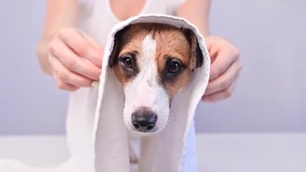 Mulher limpa Jack Russel terrier com uma toalha depois de lavar em um fundo branco. O groomer seca o cabelo dos cães com uma toalha terry — Vídeo de Stock