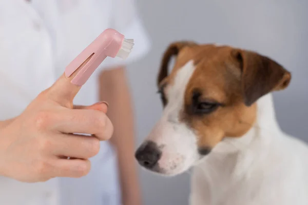 Mulher veterinária escova os dentes do cão jack russell terrier com uma escova especial colocá-lo em seu dedo. — Fotografia de Stock