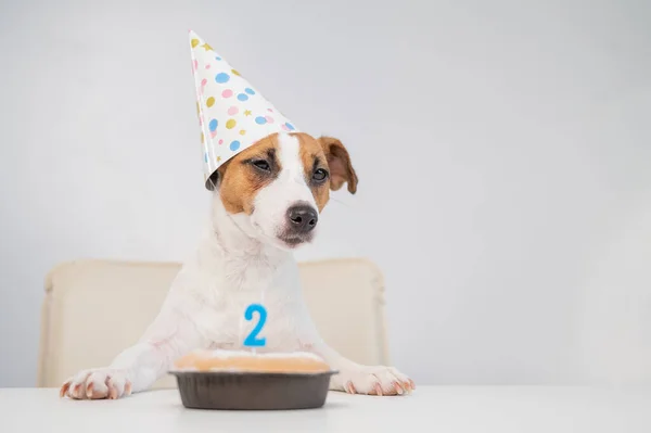 Egy kutya sapkában elfújja a gyertyát a kettes számmal, fehér háttérrel. Jack Russell Terrier ünnepli a második születésnapját. — Stock Fotó