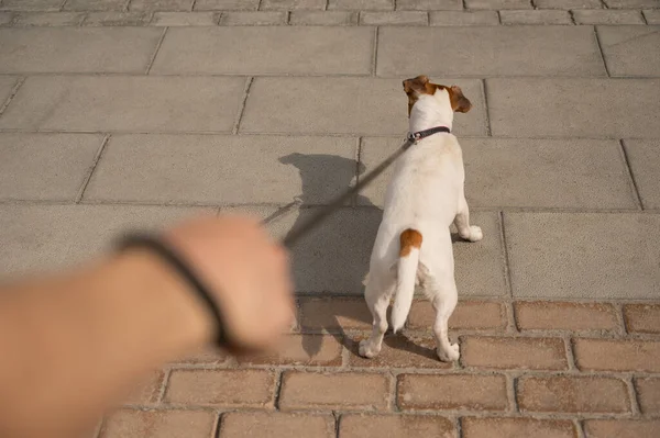 Vilain chien Jack Russell Terrier tire le propriétaire par la laisse — Photo