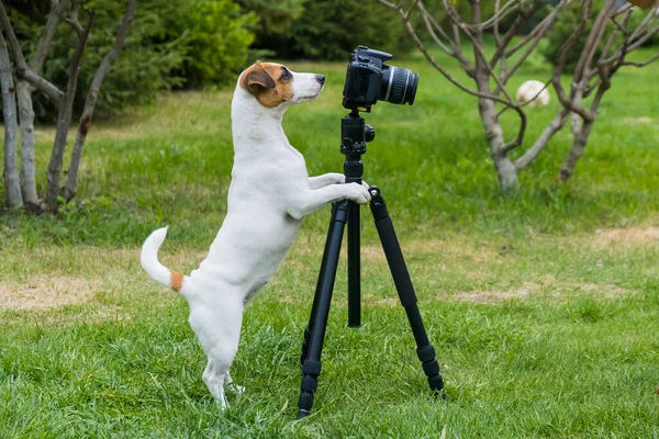 Dog jack Russell Terrier robi zdjęcia na statywie na zewnątrz. — Zdjęcie stockowe