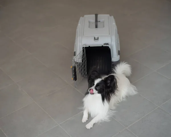 The papillon spaniel continental dog sits at the travel cage