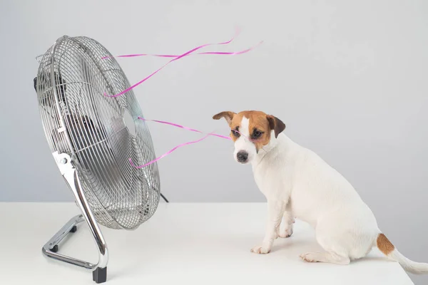 Jack Russell terrier dog se sienta disfrutando de la brisa refrescante de un ventilador eléctrico sobre un fondo blanco. — Foto de Stock