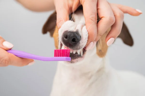 Donna spazzolatura suo cane jack russell terrier denti su sfondo bianco. — Foto Stock