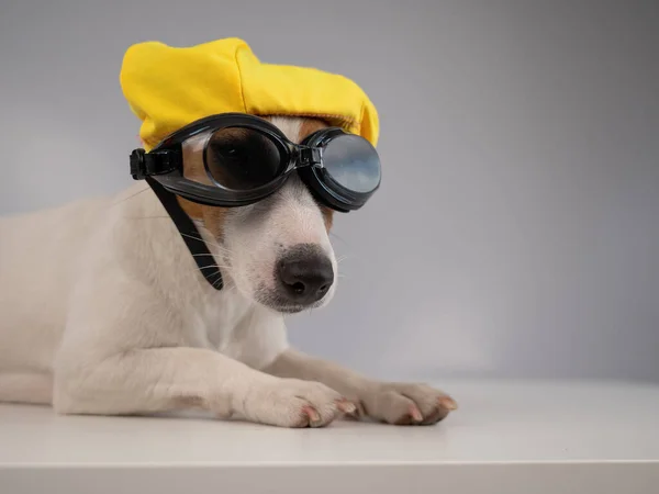Retrato de Jack Russell cão terrier em óculos de mergulho e tampa da piscina no fundo branco. — Fotografia de Stock