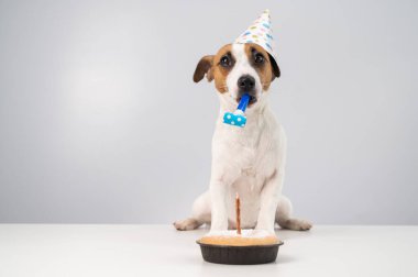 Komik köpek Jack Russell Terrier doğum günü şapkası takmış elinde beyaz bir arka planda düdük tutuyordu. Yavru köpek, Candle Pie 'ın önündeki masaya oturur.