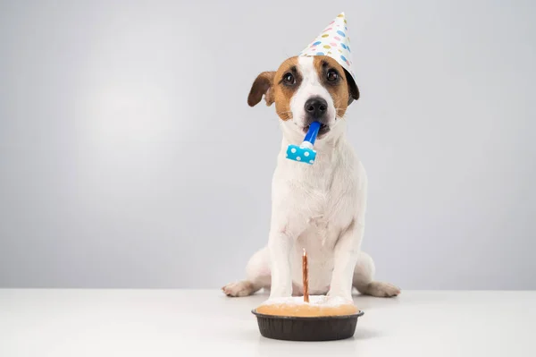 Divertido perro Jack Russell Terrier vestido con una gorra de cumpleaños sosteniendo un silbato sobre un fondo blanco. El cachorro se sienta a la mesa frente al Candle Pie —  Fotos de Stock