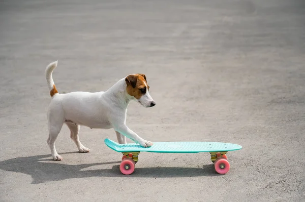 Jack Russell terrier chien chevauche une planche de penny à l'extérieur — Photo