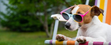 Jack Russell güneş gözlüklü teriyer köpeği dinleniyor. Yaz tatili kavramı.