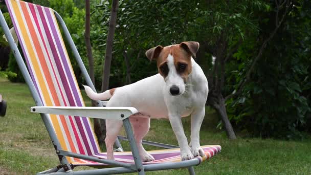 Jack Russell Terrier Dog spoczywa na leżaku. Koncepcja wakacji letnich. — Wideo stockowe