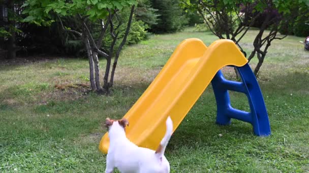 Jack Russell terrier perro sube alegremente una diapositiva de plástico. — Vídeo de stock