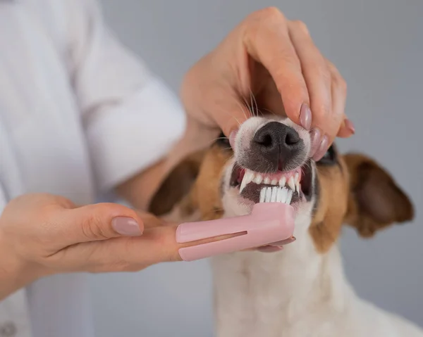 Női állatorvos mossa a fogát a kutya Jack Russell terrier egy speciális ecset teszi az ujjára. — Stock Fotó