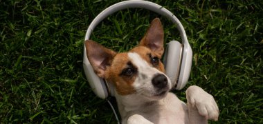 Köpek Jack Russell Terrier yeşil çimlerde uzanıyor ve kulaklıkla müzik dinliyor..
