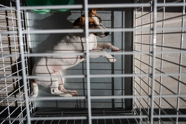 O cão triste Jack Russell Terrier jaz em uma jaula. Vista de cima — Fotografia de Stock