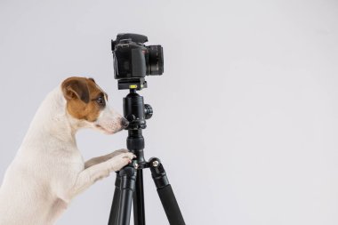 Gözlüklü köpek Jack Russell Terrier beyaz arka planda bir tripodun üzerinde fotoğraf çekiyor.