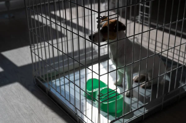 Cão triste Jack Russell Terrier senta-se em uma gaiola e espera por comida em uma tigela vazia. Vista de cima — Fotografia de Stock