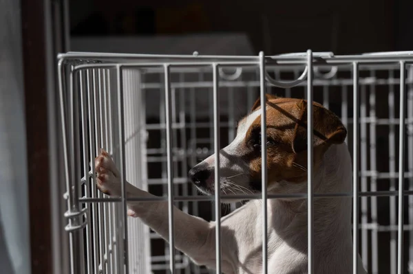 Cão triste Jack Russell Terrier em uma jaula — Fotografia de Stock