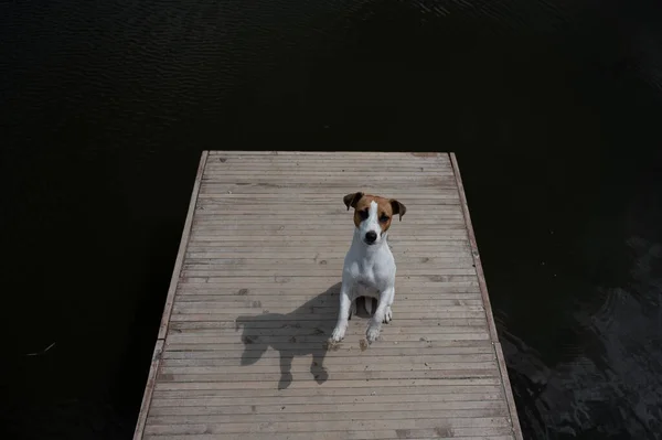 Грустный собачник Джек Рассел терьер сидит один на пирсе у озера. — стоковое фото