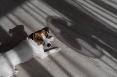 Jack Russell teriyer köpeği ahşap zeminde. Perdelerin ve vantilatörün gölgesi
