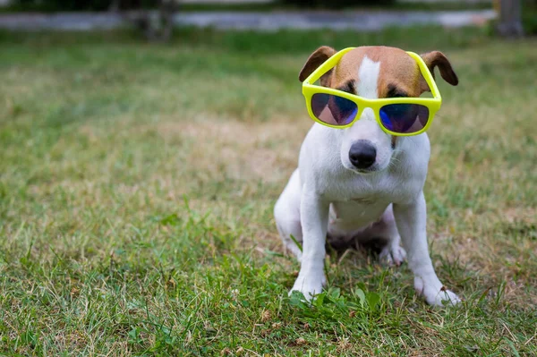 Jack Russell cão terrier em óculos de sol na grama verde. Conceito férias de verão. — Fotografia de Stock