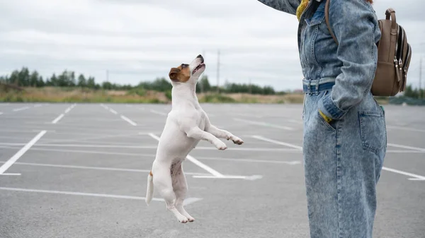 Джек розпродає собаку-тер'єра, що стрибає за гумову іграшку.. — стокове фото