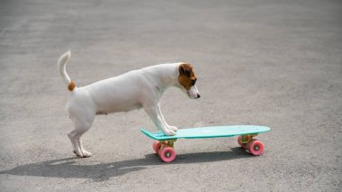 Jack Russell teriyer köpeği bir kuruş tahtasına biner.