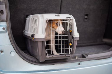Jack Russell Terrier köpeği bir arabanın bagajında seyahat kutusunda oturuyor. Bir evcil hayvanla seyahat etmek.