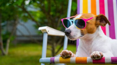 Jack Russell güneş gözlüklü teriyer köpeği dinleniyor. Yaz tatili kavramı.