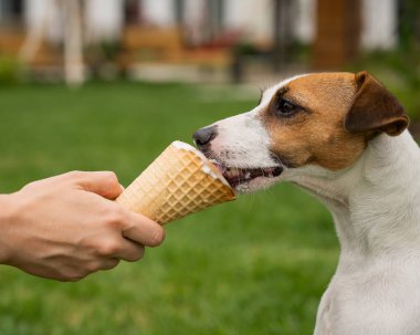 Bir kadın sıcak yaz gününde Jack Russell Terrier köpeğini dondurma külahıyla besliyor..