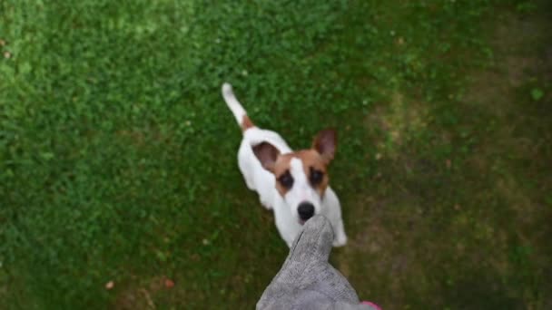 Jack Russell terrier câine sărind pentru o jucărie. Slow motion — Videoclip de stoc