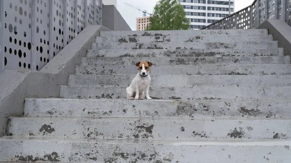 Печально напуганный потерянный собачий терьер Джек Рассел сидит на лестнице один на улице — стоковое фото