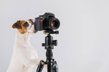 Gözlüklü köpek Jack Russell Terrier beyaz arka planda bir tripodun üzerinde fotoğraf çekiyor.