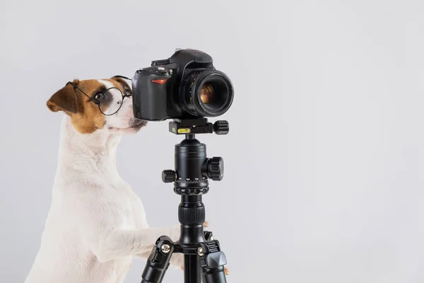Cane jack russell terrier con occhiali scatta foto su una macchina fotografica su un treppiede su uno sfondo bianco — Foto Stock