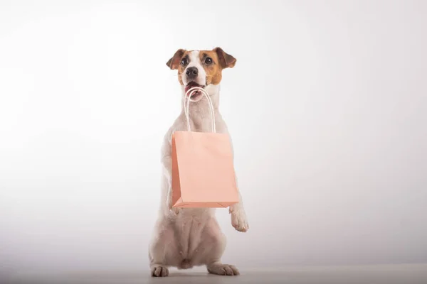 Retrato de gato perro russell terrier sosteniendo una bolsa de papel rosa en la boca sobre un fondo blanco. Copiar espacio. — Foto de Stock
