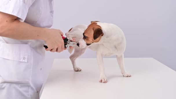 De dierenarts snijdt de hond jack russell terriers klauwen op een witte achtergrond. — Stockvideo