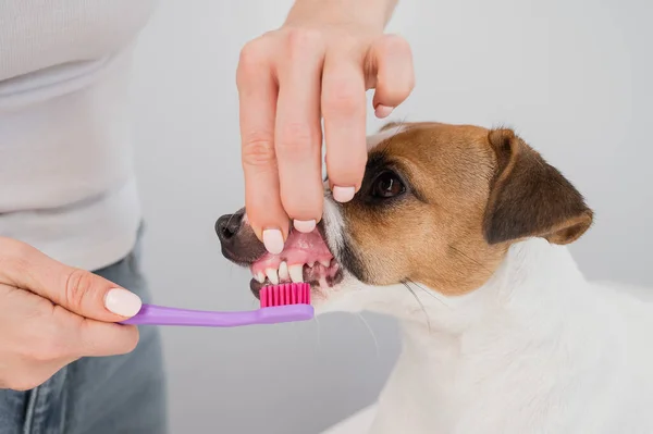 Donna spazzolatura suo cane jack russell terrier denti su sfondo bianco. — Foto Stock