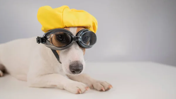 Retrato de Jack Russell cão terrier em óculos de mergulho e tampa da piscina no fundo branco. — Fotografia de Stock