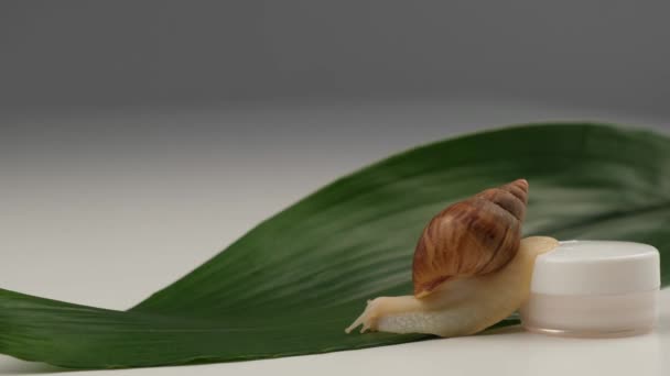 Primer plano de un caracol sobre un tarro de crema sobre un fondo blanco. El uso de mariscos en cosmetología. — Vídeos de Stock